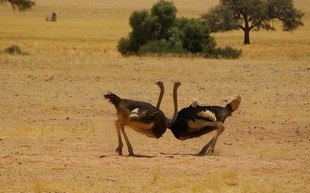 461 Namibia Okt 2006 .JPG